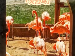 -南昌动物园