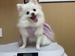 -瑞派康怡24h宠物医院·犬猫医疗中心·微创绝育(瑞景分院)