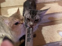 -猫爷宠物生活馆·撸猫馆