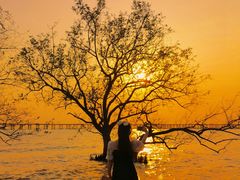 -宝安西湾红树林湿地公园