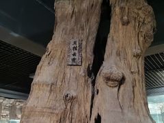 -乐山乌木文化博览苑