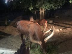 -清迈夜间动物园