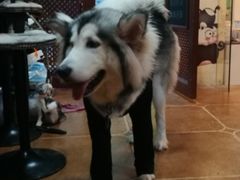 -李小姐の猫咖啡馆(五角场店)