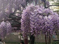 -嘉定紫藤园