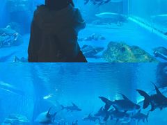 -多彩贵州城极地海洋世界