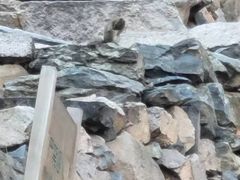 -北京鹫峰国家森林公园