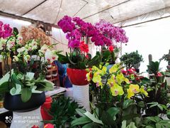 -金陵花卉交易市场