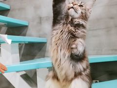 -十年猫舍·猫咪专门店(普陀店)