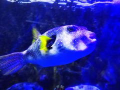 -太平洋海底世界