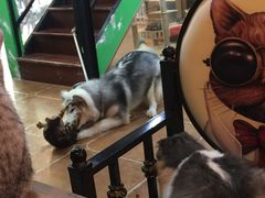 -李小姐の猫咖啡馆(五角场店)