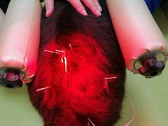 -芭比堂动物医院·犬猫全科·异宠专科(雁塔分院)