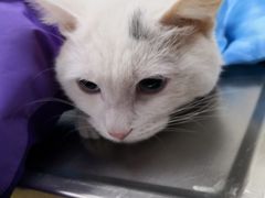 -康乐宝动物医院