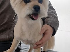 -中农国际动物医院24小时·猫科·骨科·急重症中心