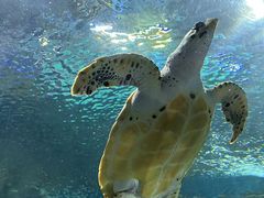 -上海海洋水族馆