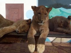 -大连森林动物园