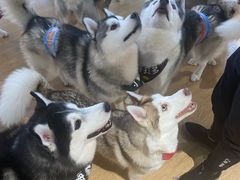 -Husky Go! 哈士奇体验馆·宠物咖啡厅狗咖