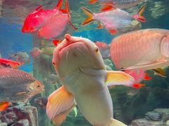-上海海洋水族馆