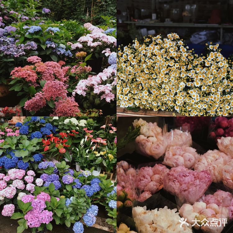 超好逛‼️成都最大的花市🌸