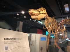 -墨尔本博物馆(Melbourne Museum)