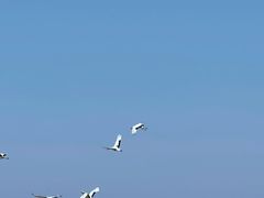 -盐城丹顶鹤湿地生态旅游区