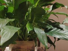 -小八仙·宴(三峡茶庄店)