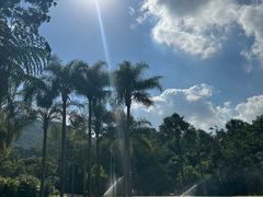 -深圳仙湖植物园