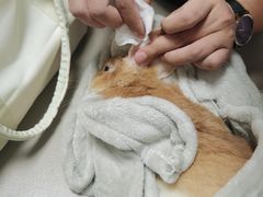 -瑞派申生动物医院·24H夜诊·国际动物医疗中心·骨外科(吴中路店)