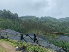 -西岭雪山大飞水景区