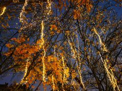 -德发长·花式蒸饺(大唐不夜城店)