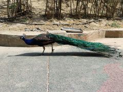 -新疆天山野生动物园