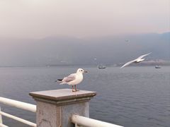 -海埂大坝