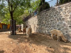 -石家庄市动物园