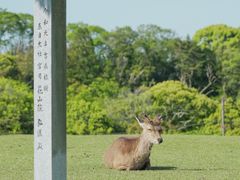 -奈良公园