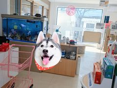 -翊宠yipet猫狗购宠庄园犬舍•猫舍