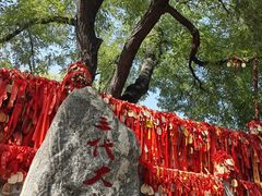 -大槐树寻根祭祖园