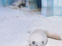 -海合安成都极地海洋公园