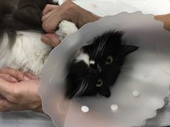 -纳吉亚猫专科动物诊疗中心(蒋宅口分院)