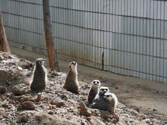 -石家庄市动物园