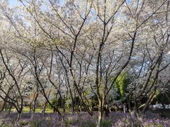 -白塘生态植物园