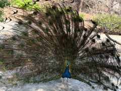 -燕塞湖鸟语林景区