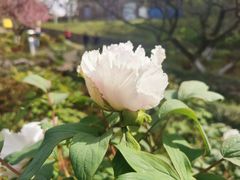 -南京古林公园