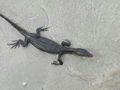 android_upload_pic-东姑阿都拉曼海洋公园