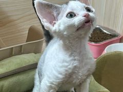 -70cat德文卷毛猫·缅因猫纯种猫舍