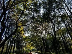 -上海共青森林公园