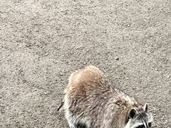 -上海野生动物园