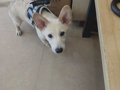 -艾贝尔宠物医院·狂犬免疫点(江山金象城店)