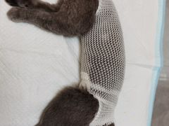 -瑞派长江宠物医院·猫科·外科·24小时夜护(谊城公寓分院)