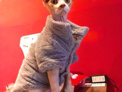 -猫色咖啡·猫咖