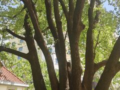 -徐家汇源景区-衡山公园