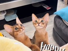 -猫大福·Fortune Cat猫舍(百子湾店)